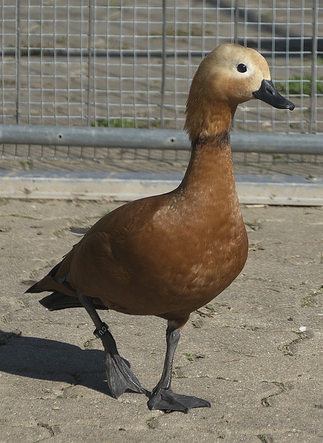 角并没有让